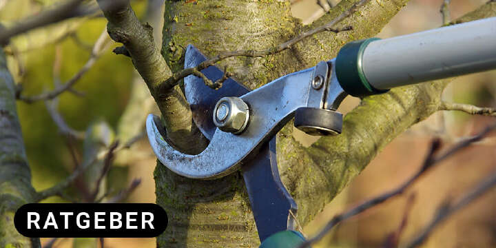 Astschere schneidet obstbaum ratgeber 1000x500